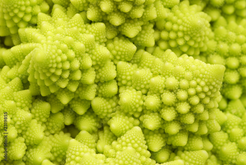 romanesco 6 romanesco 6