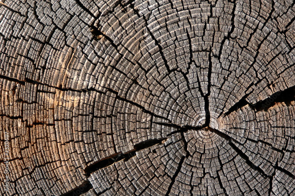 Fototapeta premium wooden texture