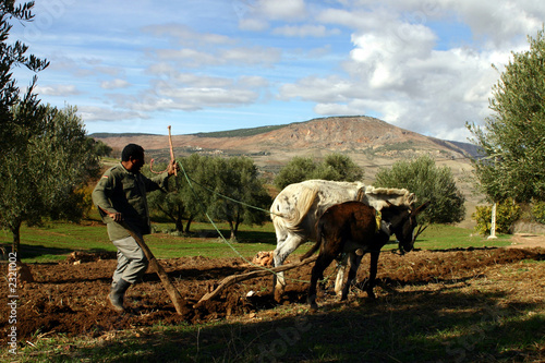 Plakat laboureur - maroc