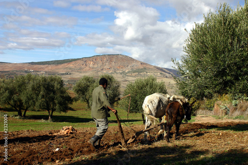 laboureur - maroc