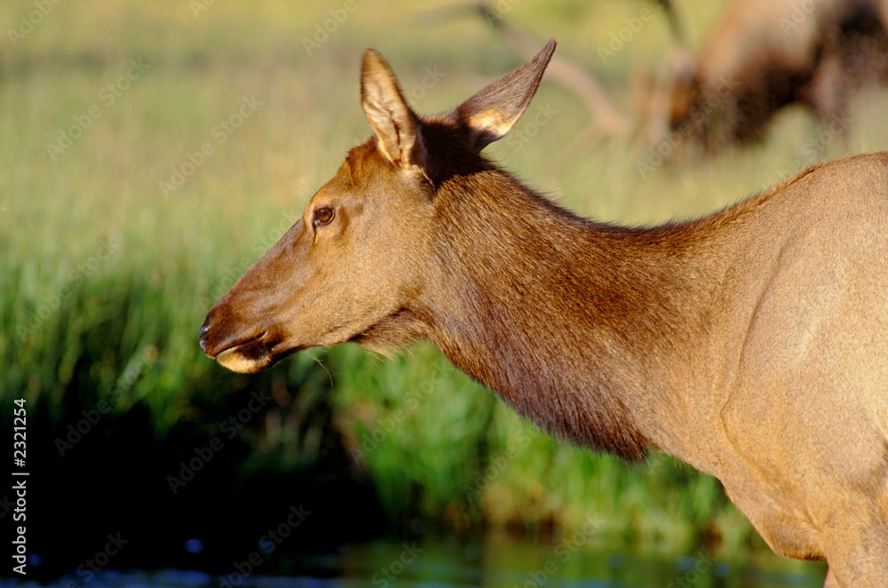 elk doe