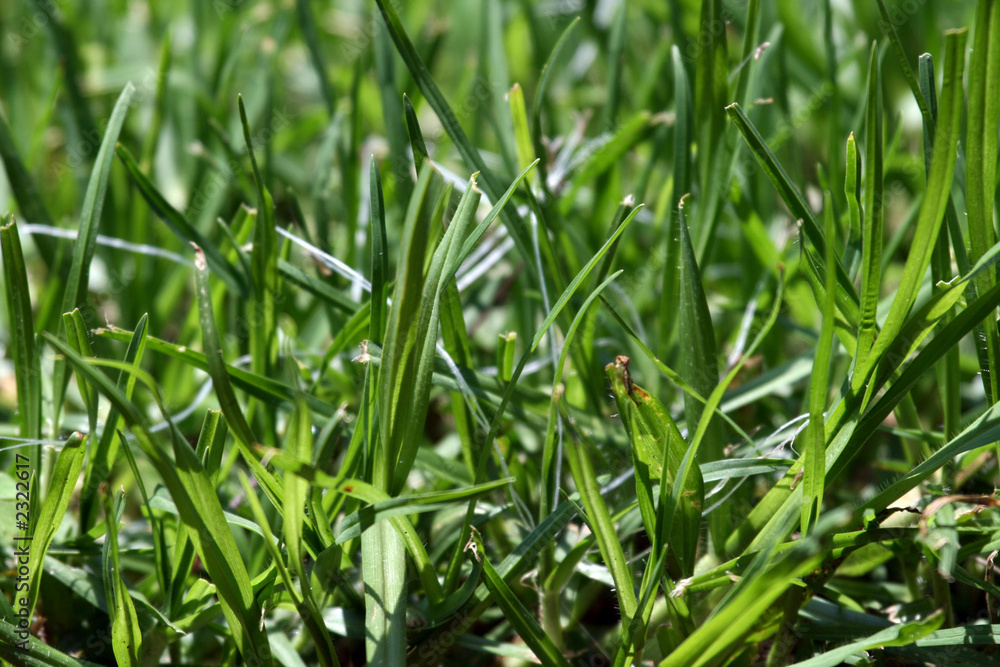 grass grass