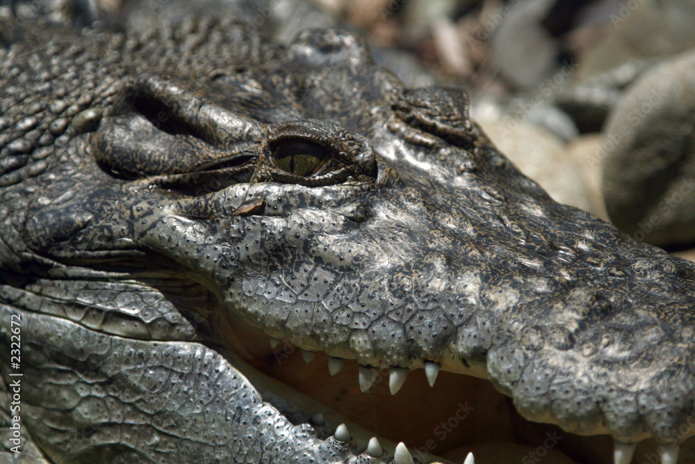 Obraz premium crocodile eye