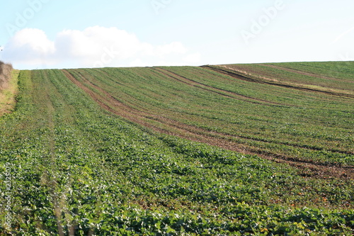 agricultural field