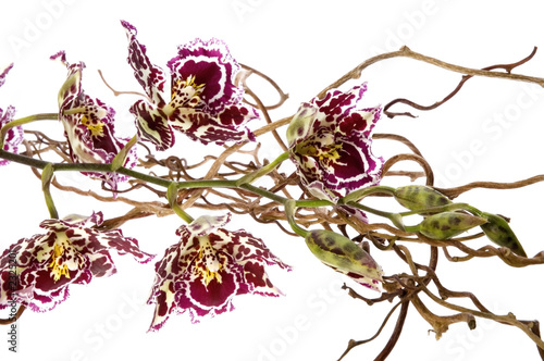 Fototapeta Naklejka Na Ścianę i Meble -  orchid