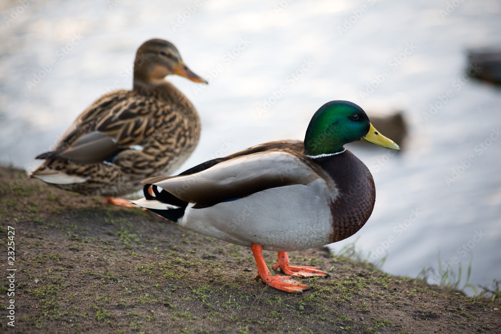 ducks ducks