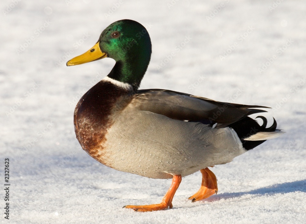 mallard mallard