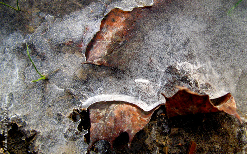frozen leaves photo