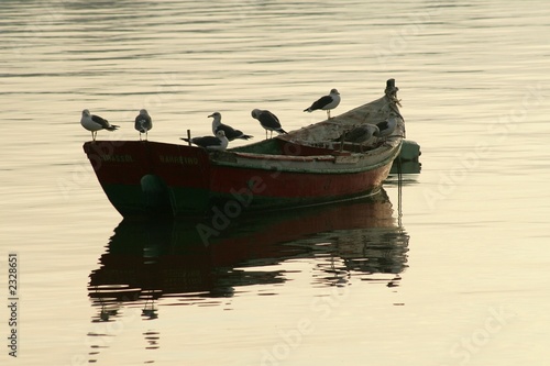 the boat and the seagull