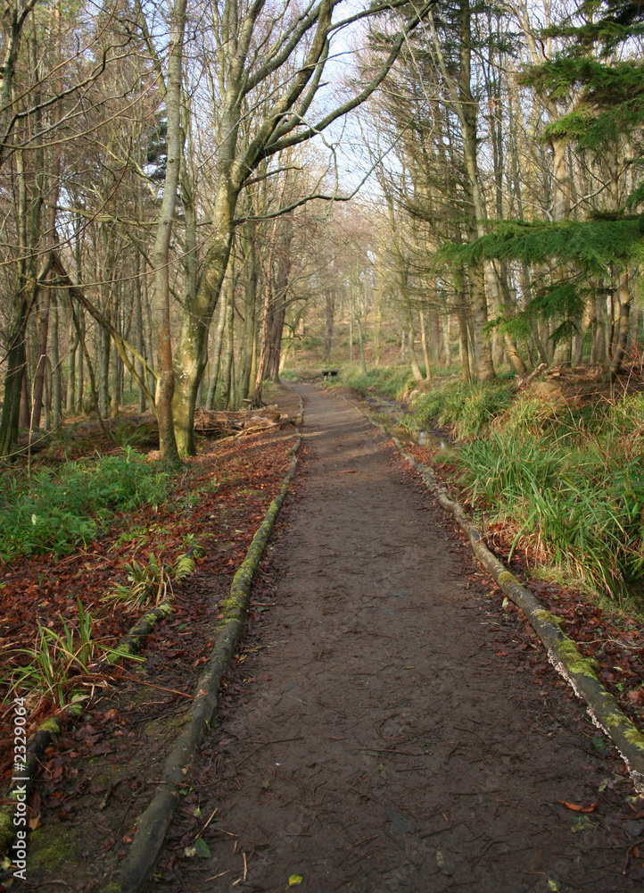 path through woodlands path through woodlands