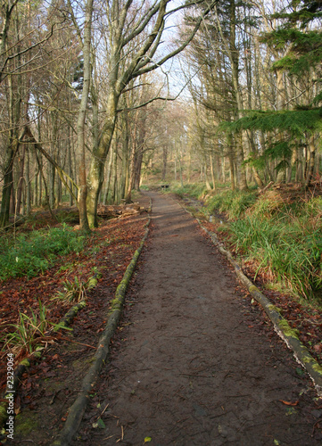 path through woodlands