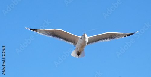 sea gull gliding