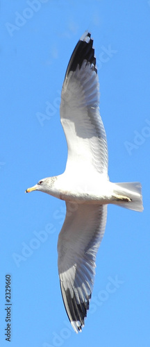seagull on side