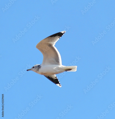 seagull gliding