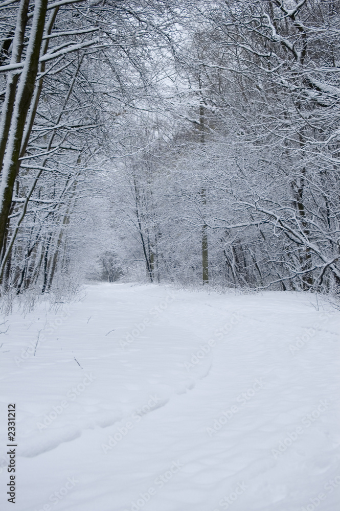 Obraz premium winter forest