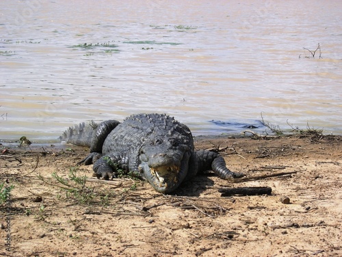 crocodile sacr  