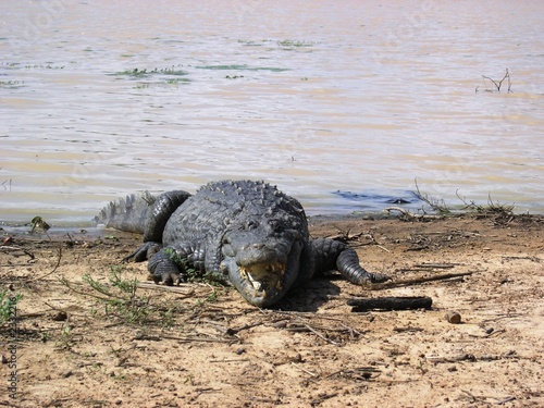 crocodile sacré