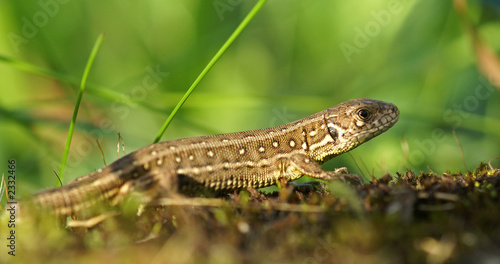 lézard commun