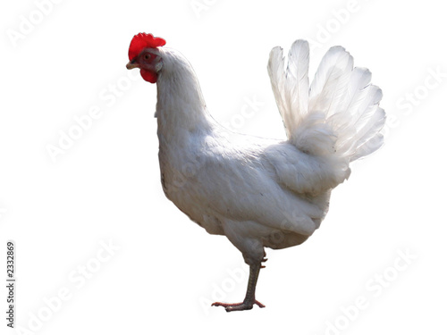 the white hen.