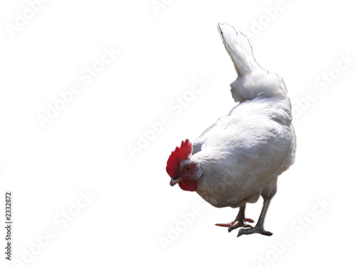 the white hen.