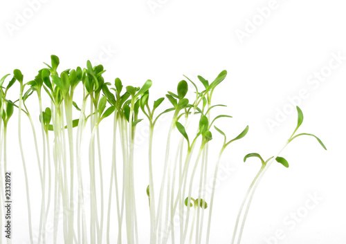 sprouts