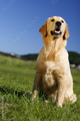 golden retriver on the green grass