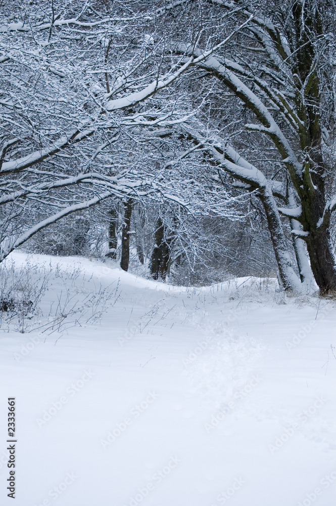 Fototapeta premium winter forest