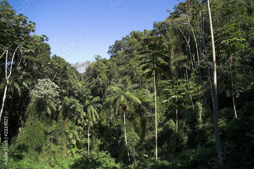 atlantischer regenwald photo