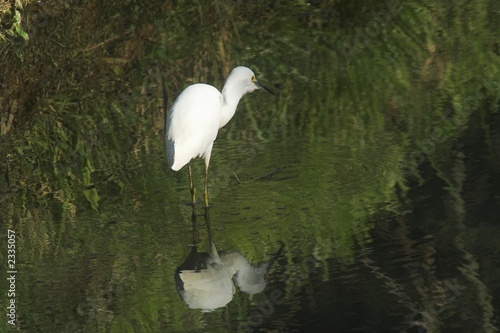 Seidenreiher auf der Jagd in einem Teich photo