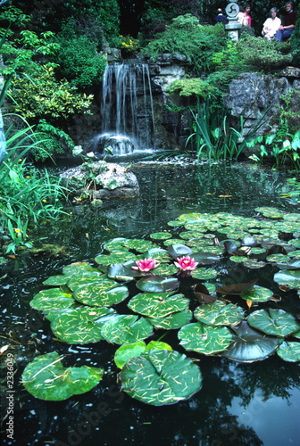 lilly pond