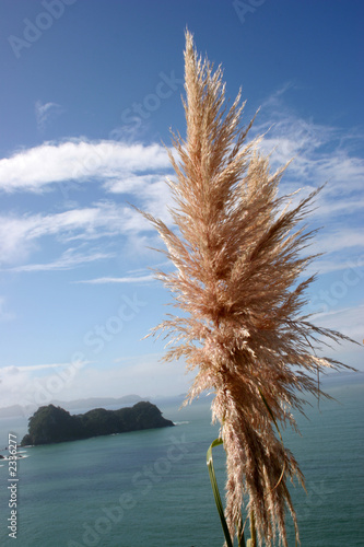 blowin' in the wind photo