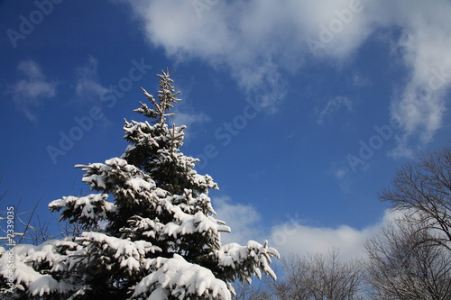 winter fir tree