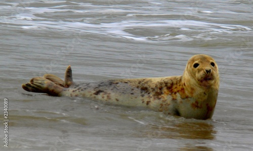 seal cub © paul mitchell