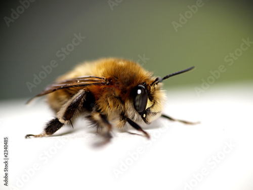 abeja © ANTONIO ALCOBENDAS