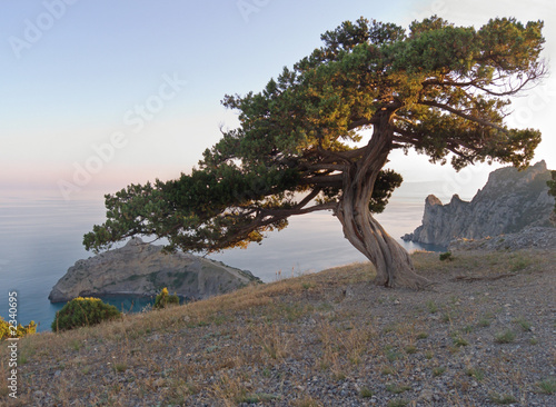 Принти на полотні tree on sun rays