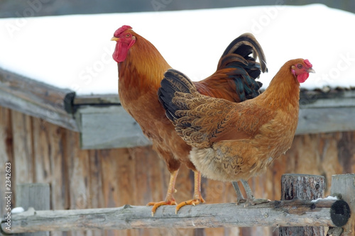 poultry, hen and rooster