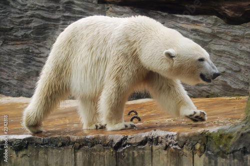 polar bear