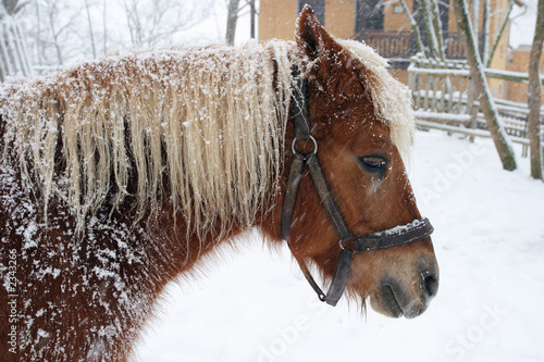 horse haflinger in winter