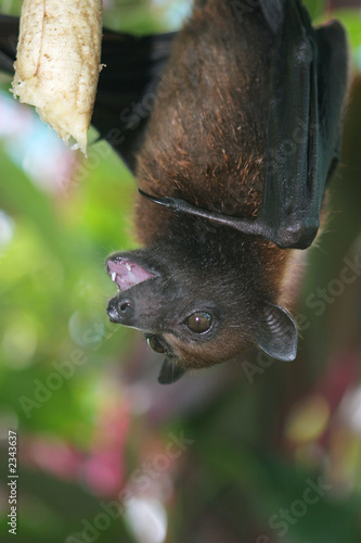 bat while eating banana