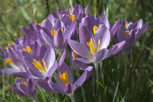 crocusses photo