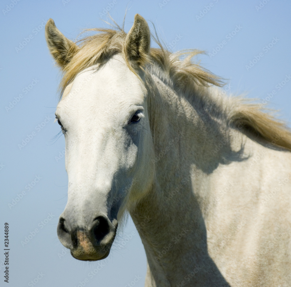 Fototapeta premium le cheval de camargue