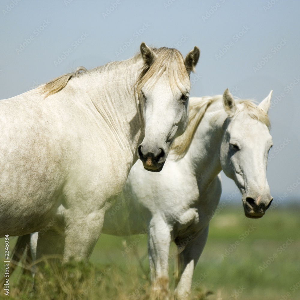les chevaux de camargue les chevaux de camargue