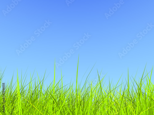 fresh green grass on blue sunny sky background
