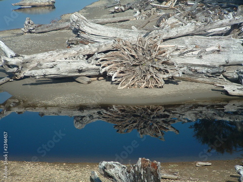 driftwood reflected