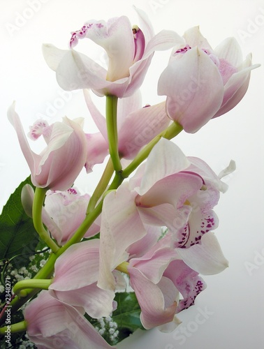 Fototapeta Naklejka Na Ścianę i Meble -  posy of pink orchid