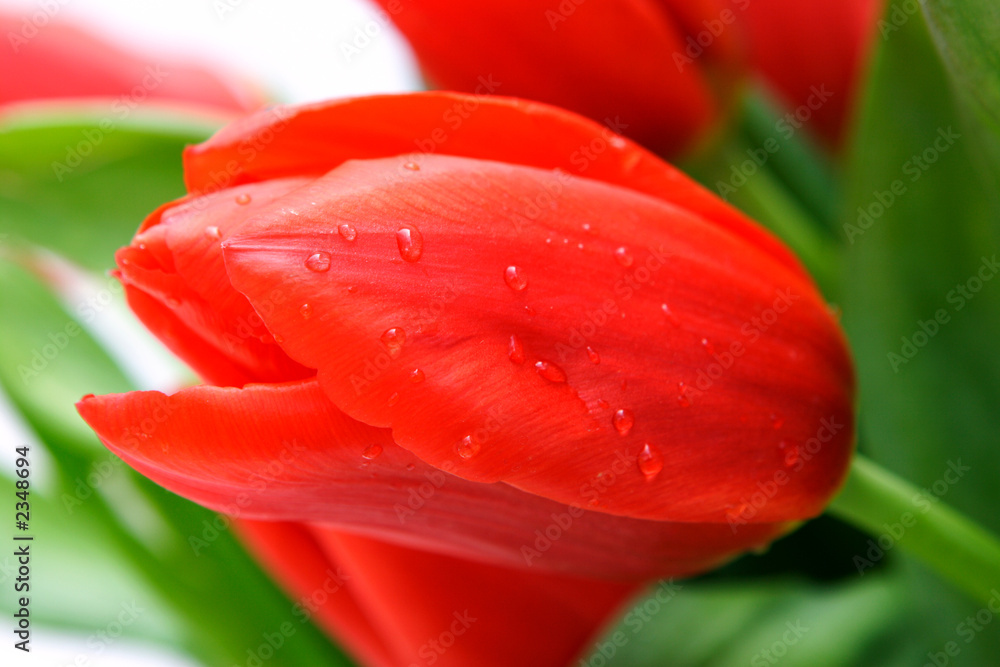 bunch of red tulips bunch of red tulips