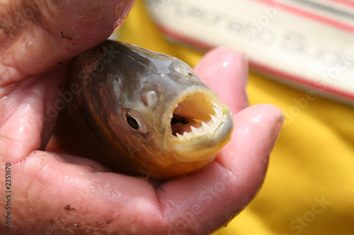 Bild auf Leinwand piranha