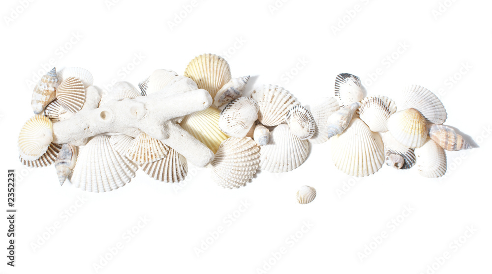 coral and cockleshells