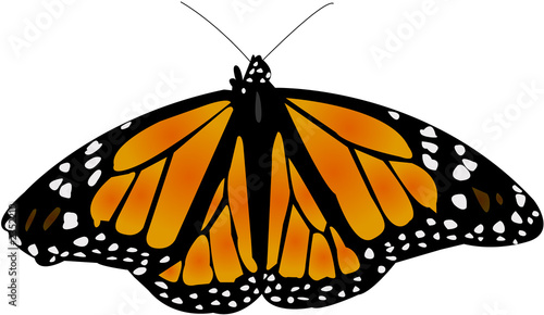 butterfly illustration