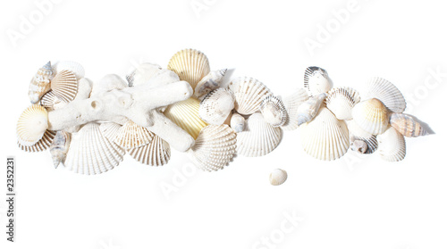 Foto coral and cockleshells